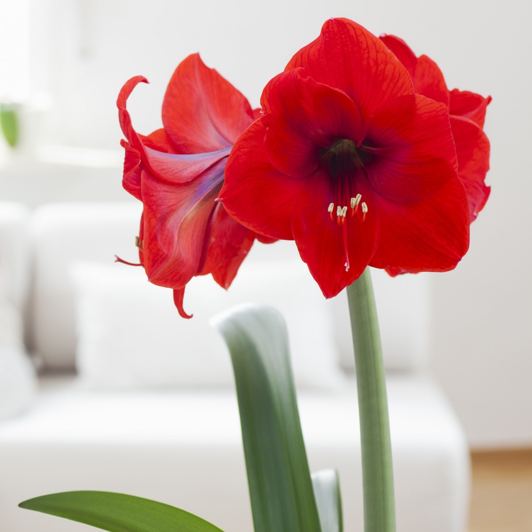 How to care for your Waterless Amaryllis Living House